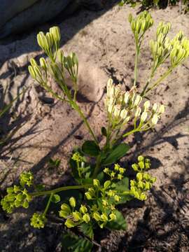 Arnoglossum floridanum (A. Gray) H. Robinson resmi