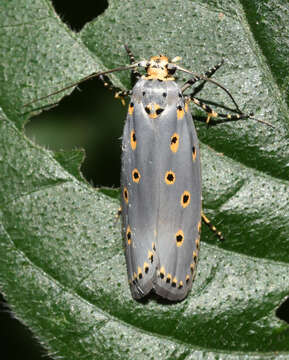 Image of Ethmia circumdatella Walker 1863