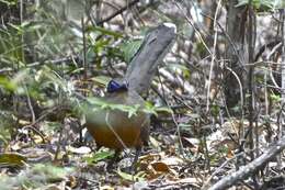 Image of Coquerel's Coua