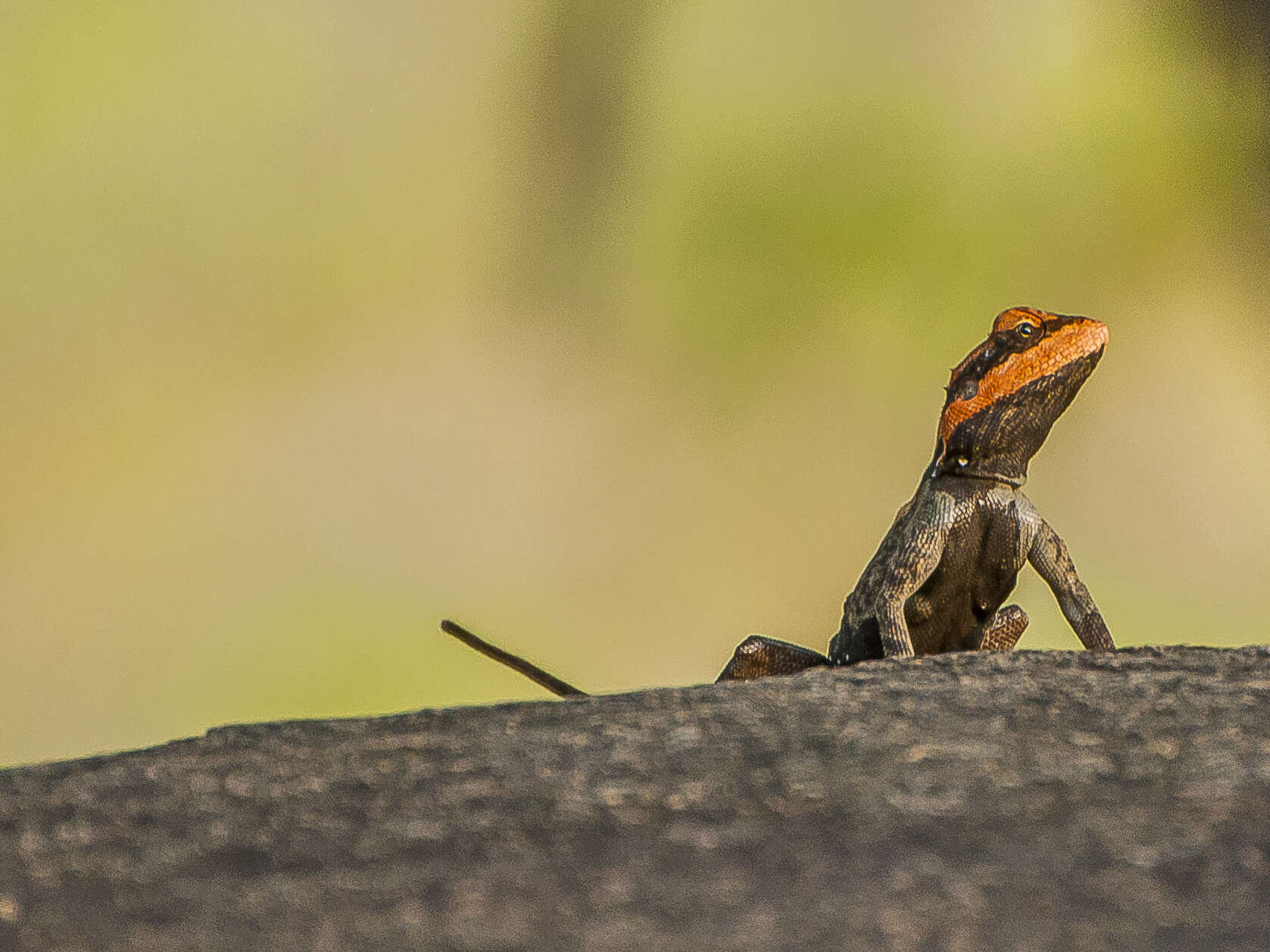 Image of Rock Dragon