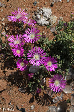 Imagem de Drosanthemum oculatum L. Bol.