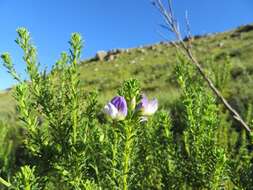 Image of Psoralea aculeata L.