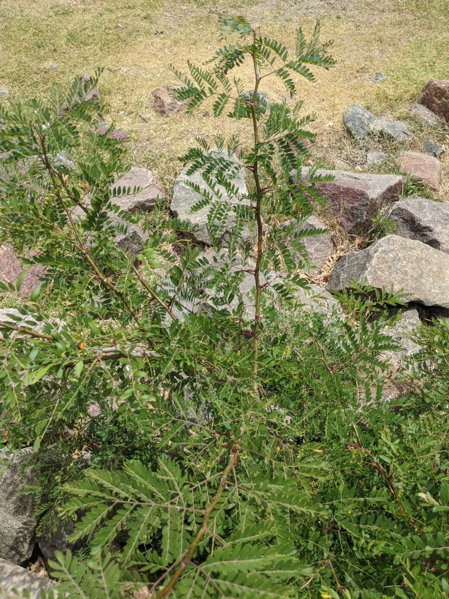 Image of Gleditsia triacanthos f. triacanthos