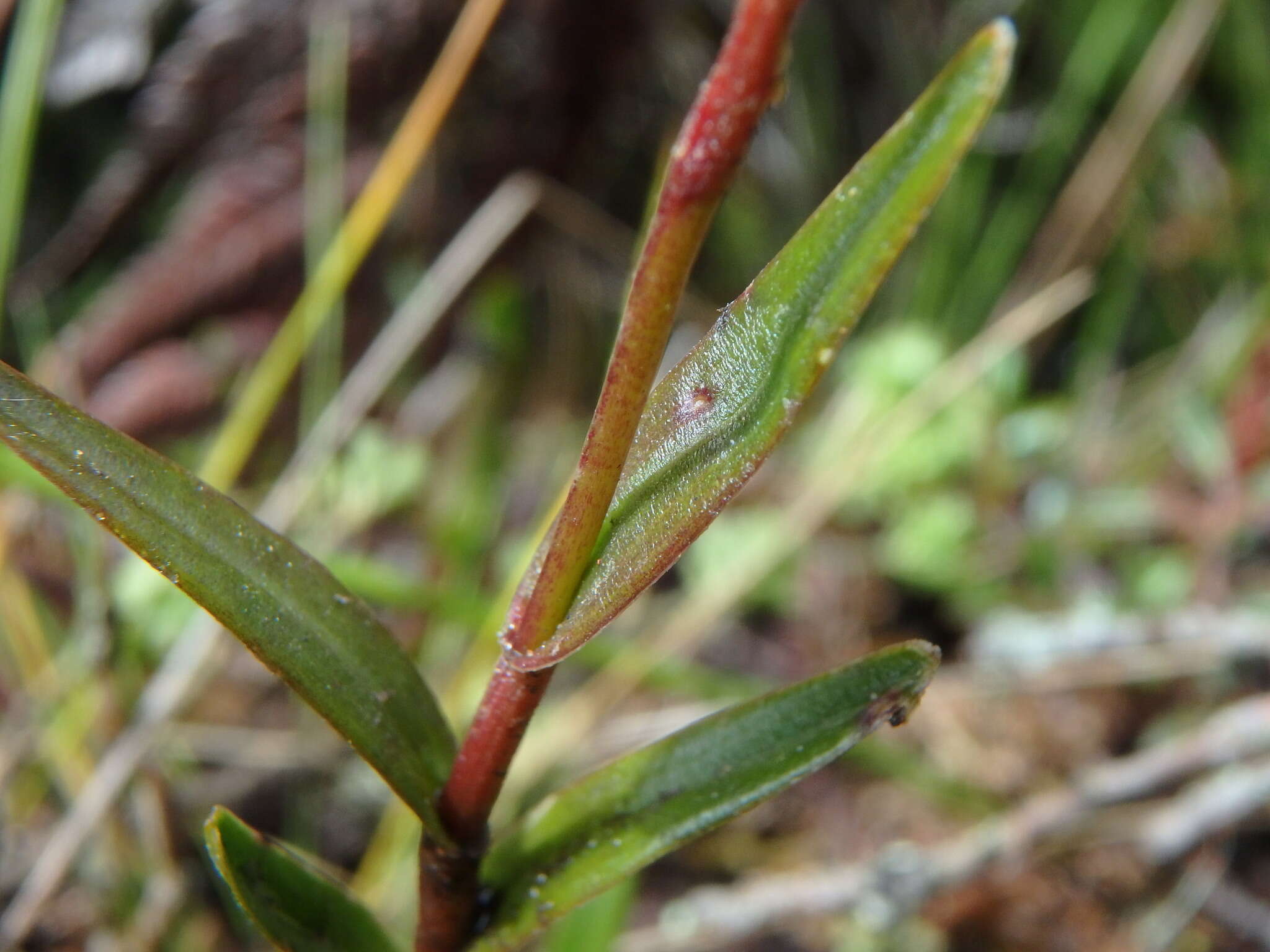 Imagem de Epidendrum fimbriatum Kunth