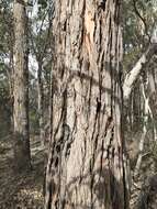 Image of Eucalyptus conspicua subsp. dispar