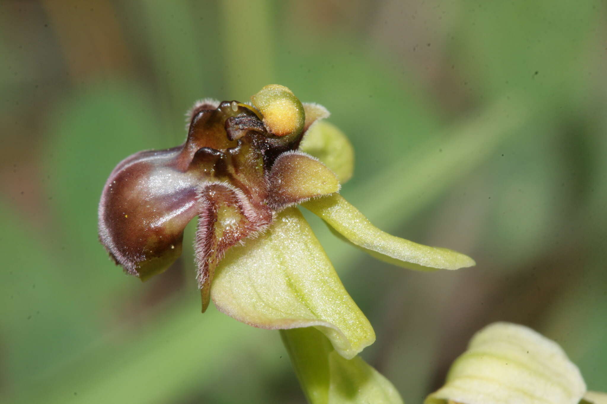 Image of Bumblebee orchid