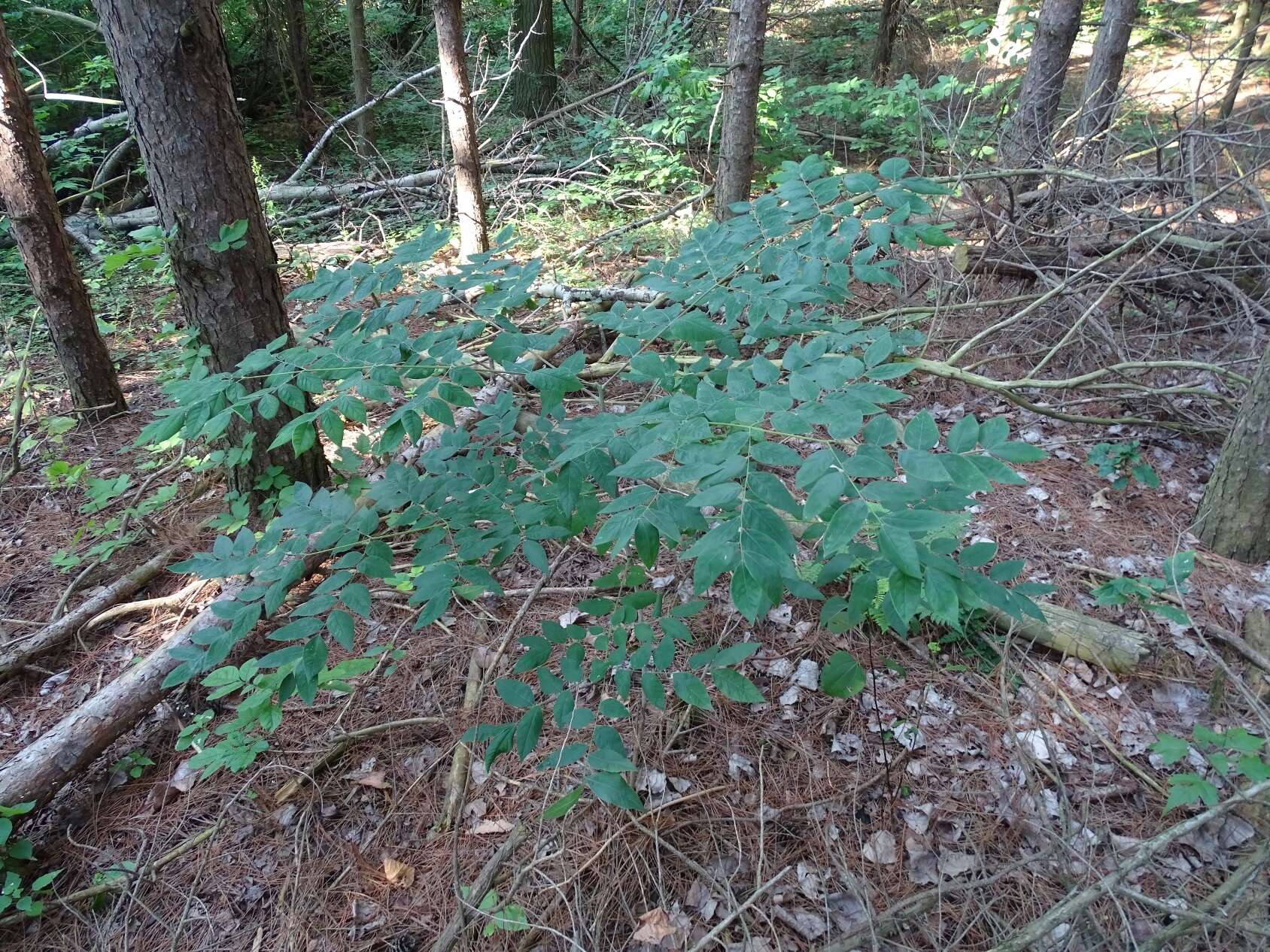 Plancia ëd Gymnocladus dioica (L.) K. Koch