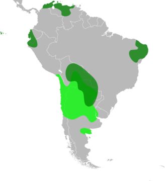 Image of Geoffroea