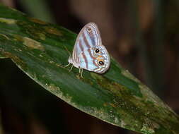 Image of Chloreuptychia marica Weymer 1911