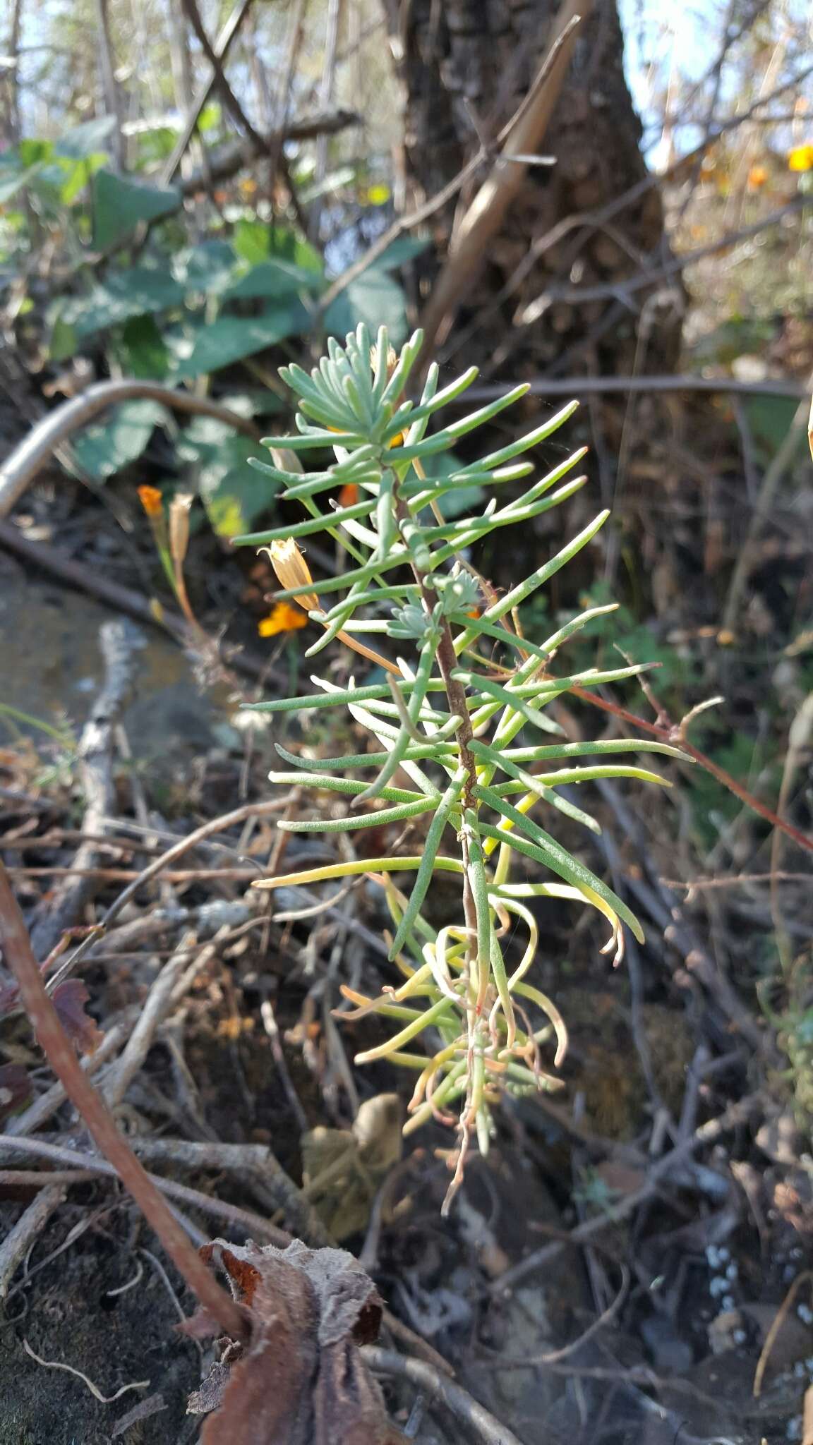 Image of Sedum griseum Praeger