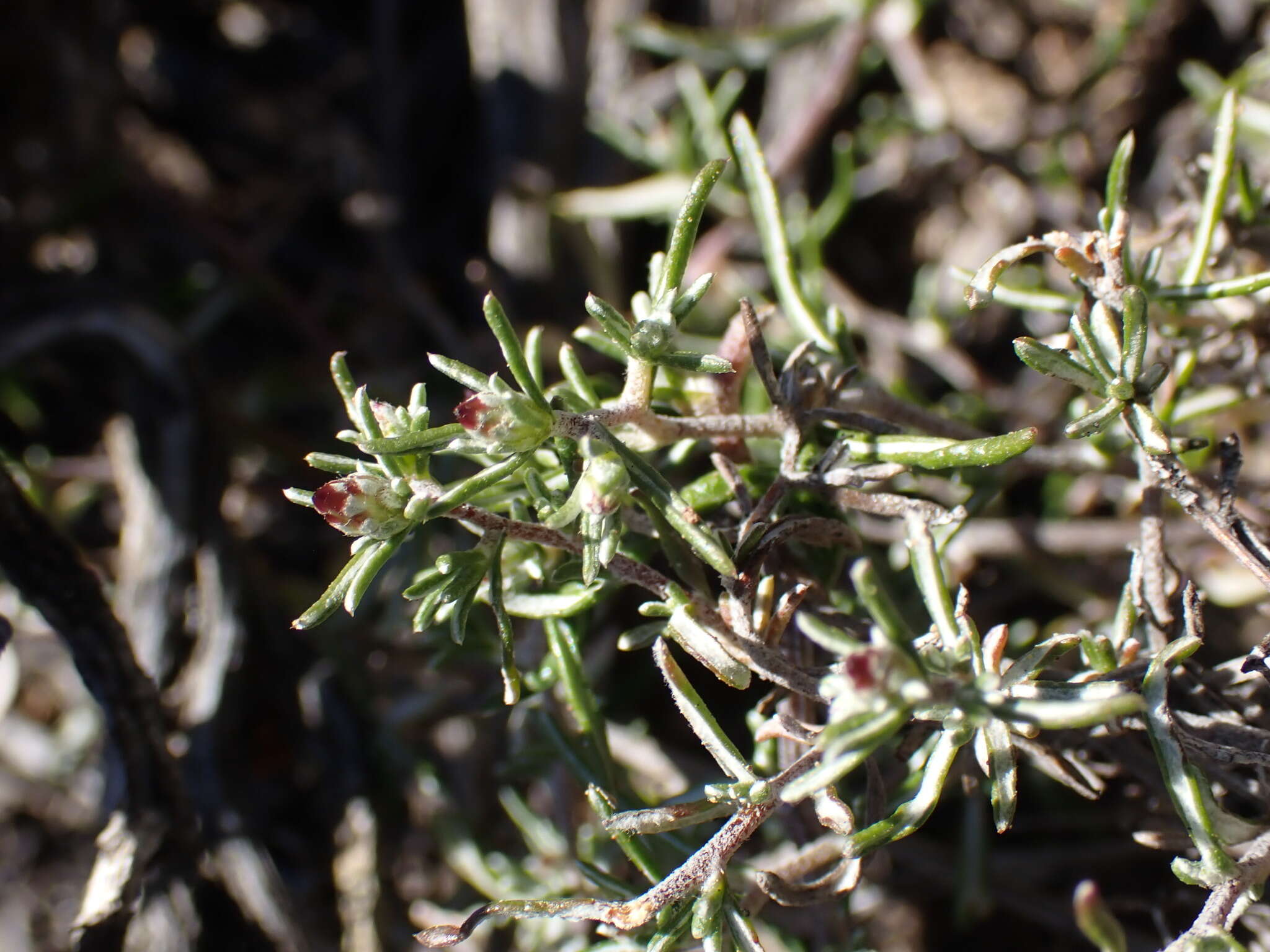 صورة Amphiglossa tomentosa (Thunb.) Harv.