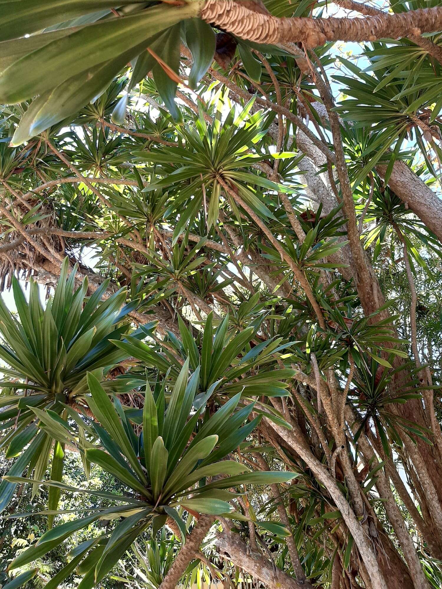 Image of Dracaena xiphophylla Baker