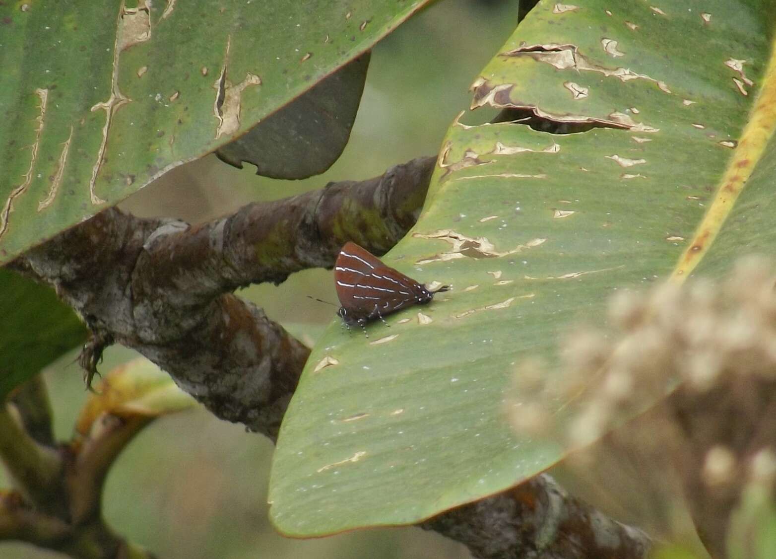 Image of <i>Micandra aegides</i>