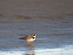 Image of ringed plover, common ringed plover