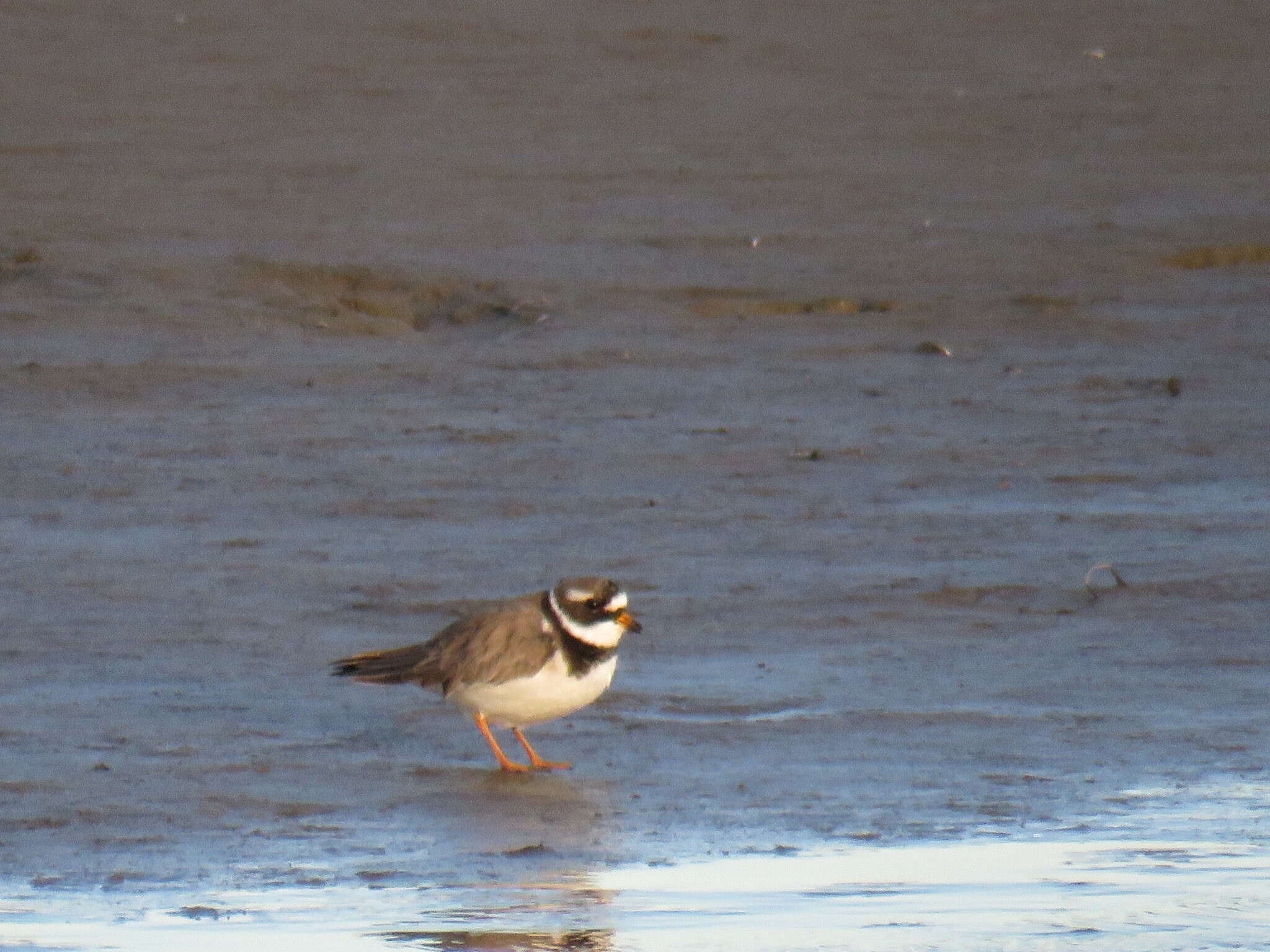 Image of ringed plover, common ringed plover