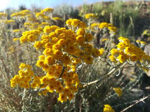 Image of Achillea falcata L.