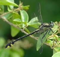 Imagem de Gomphurus Needham 1901