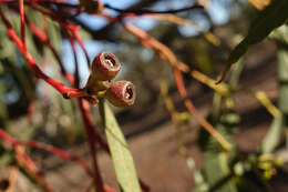 Eucalyptus melliodora A. Cunn. ex Schauer resmi