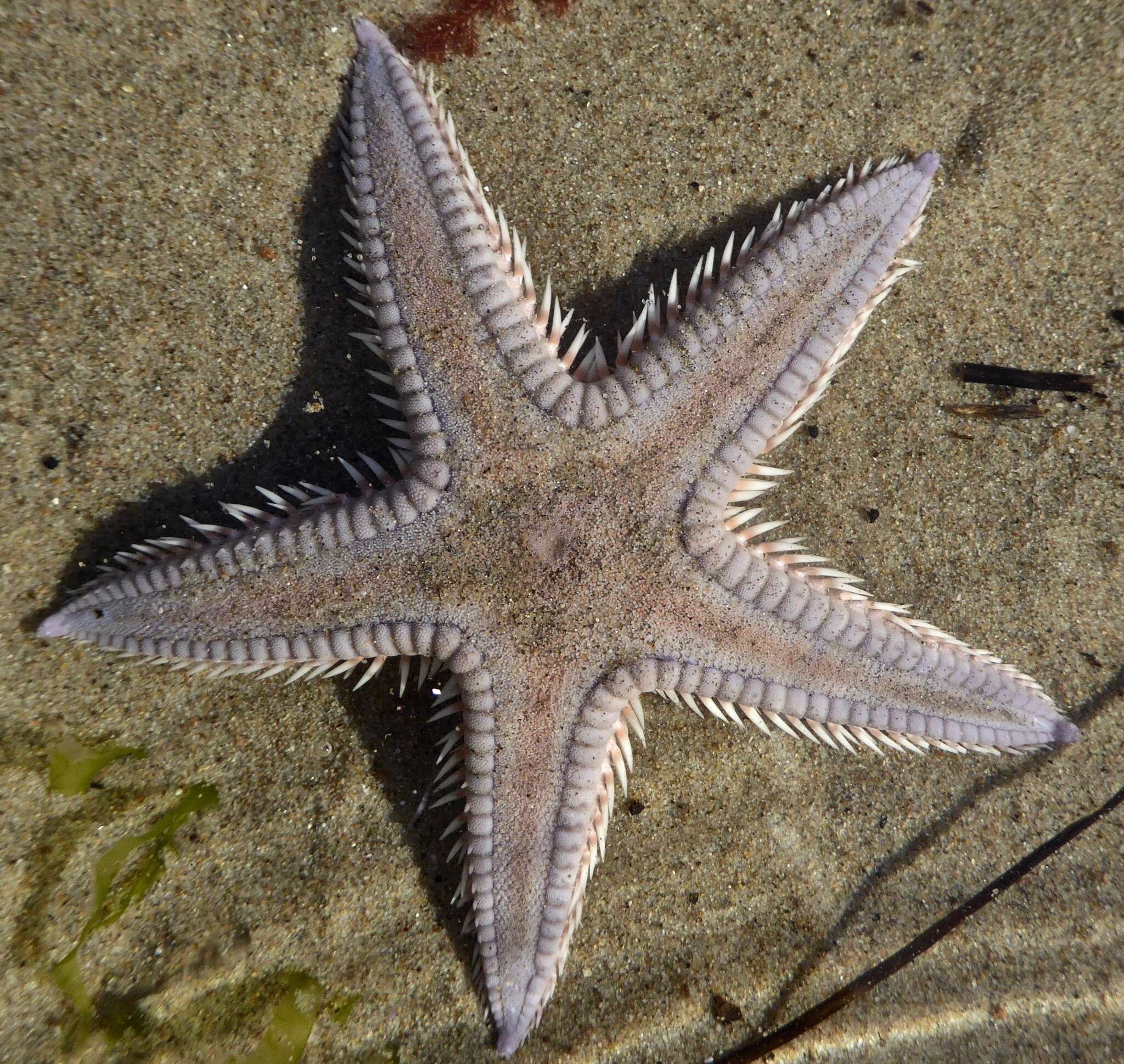 صورة Astropecten armatus Gray 1840