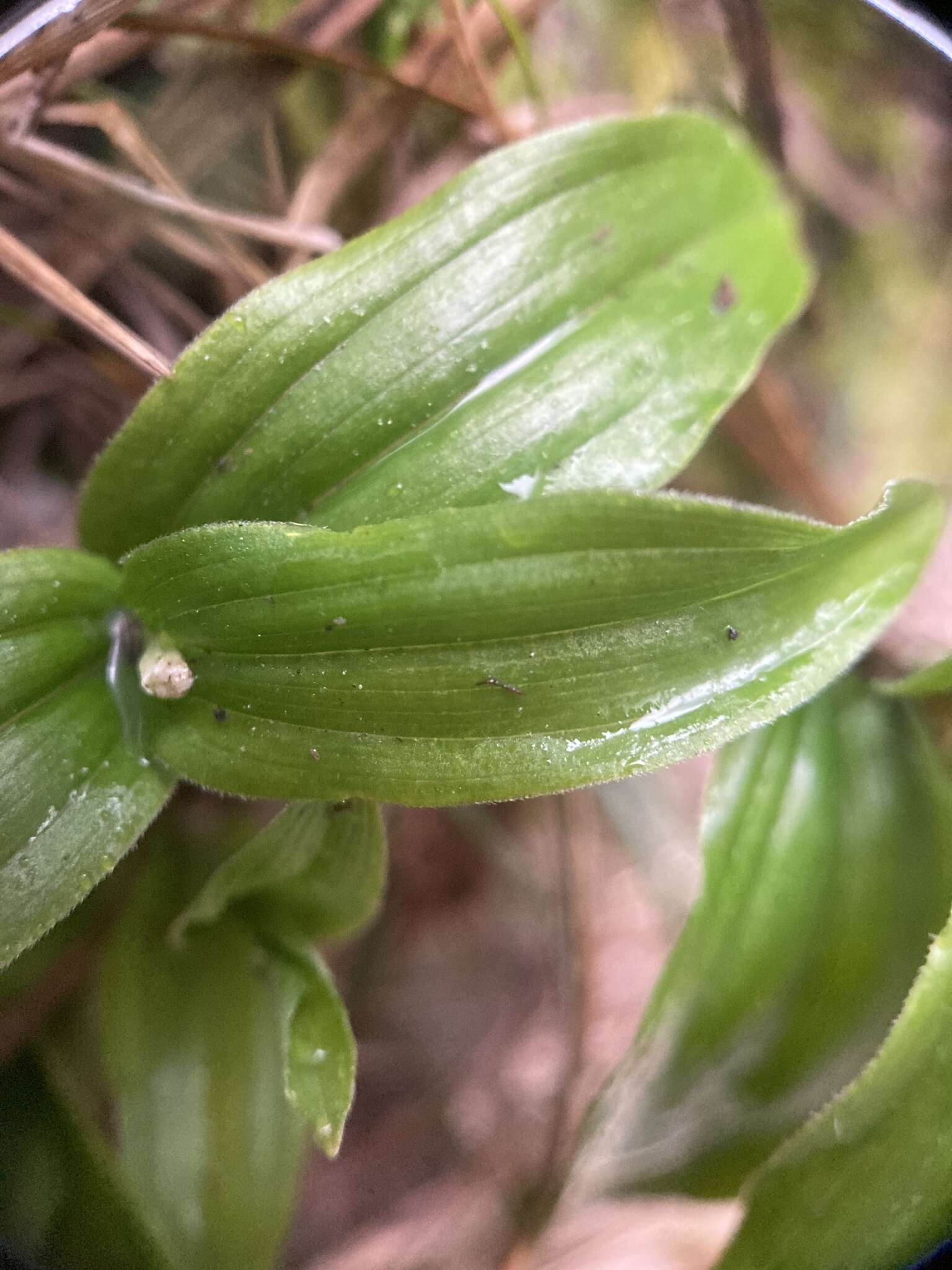 Imagem de Maianthemum formosanum (Hayata) La Frankie