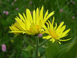 Слика од Doronicum macrophyllum Fisch.