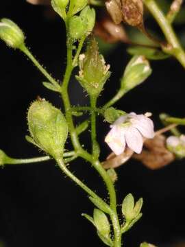 Слика од Veronica anagalloides Guss.
