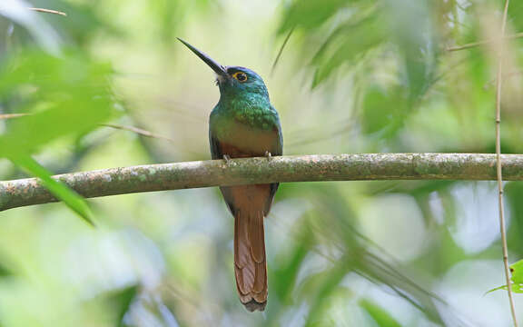 Image of Coppery-chested Jacamar