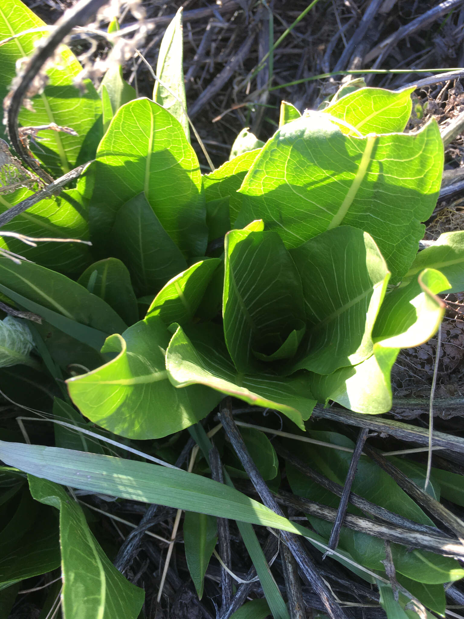 Image of mule-ears