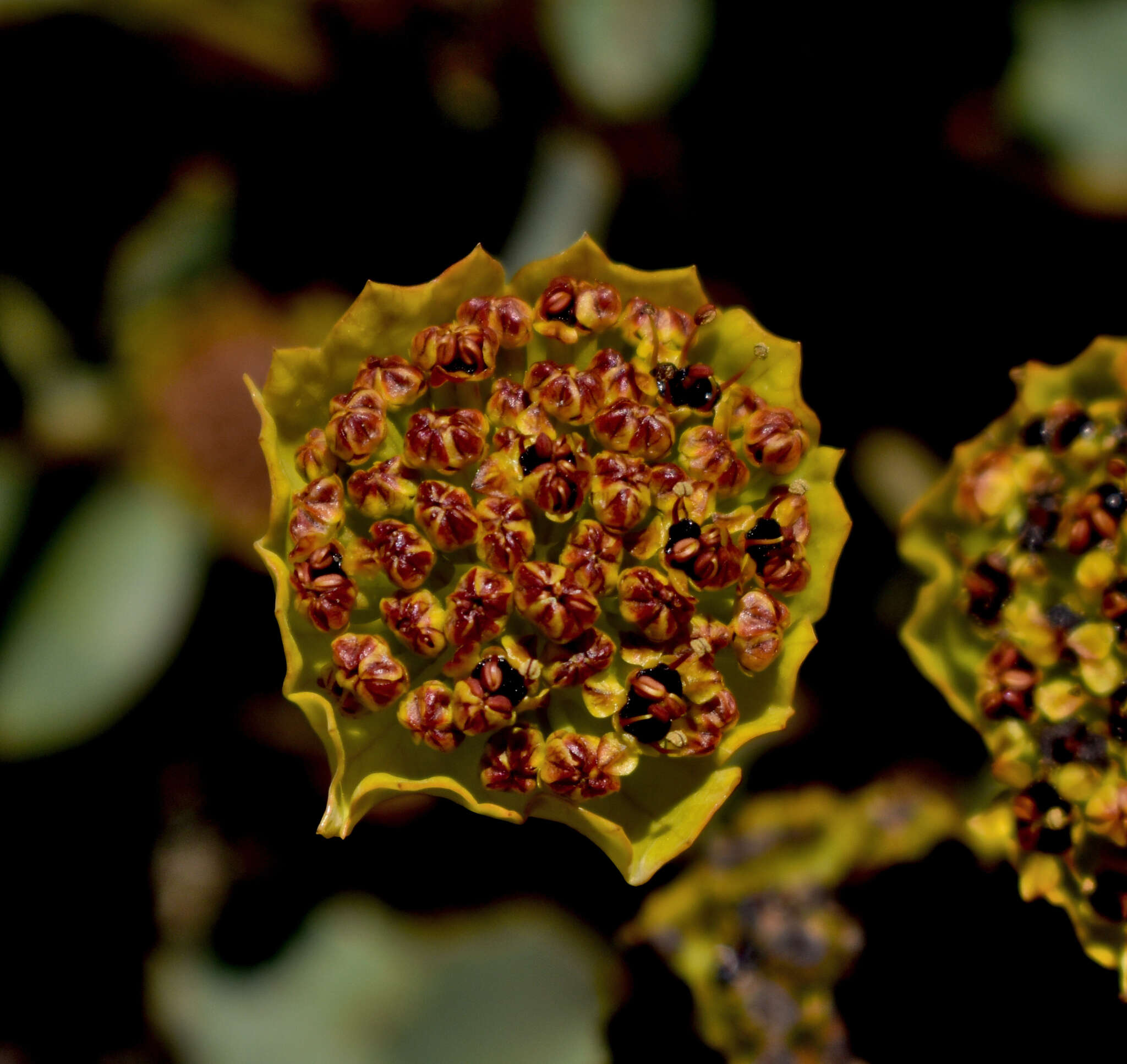 Image of Azorella coriacea (Lag.) Kuntze