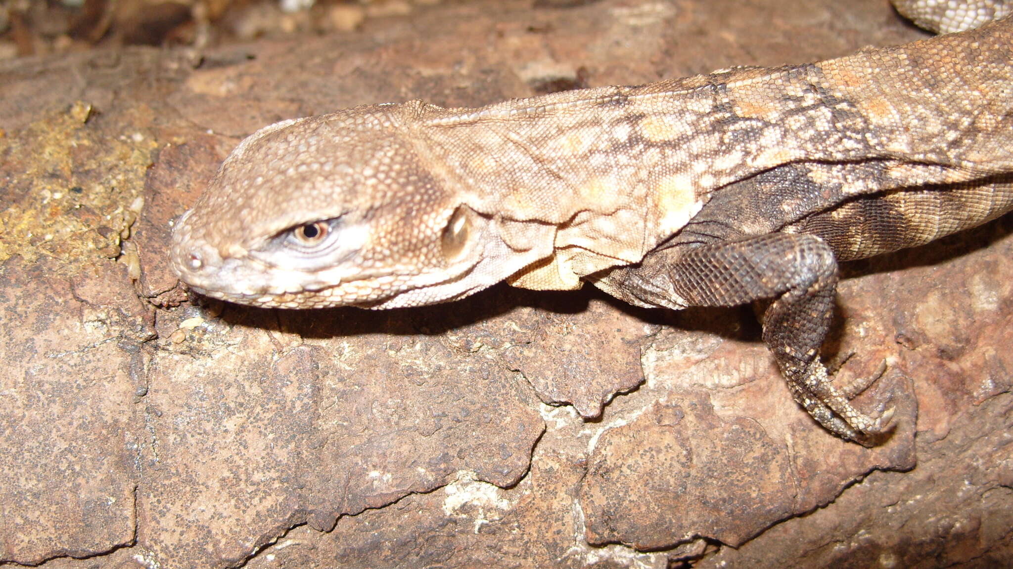 Image of Balsas Armed Lizard