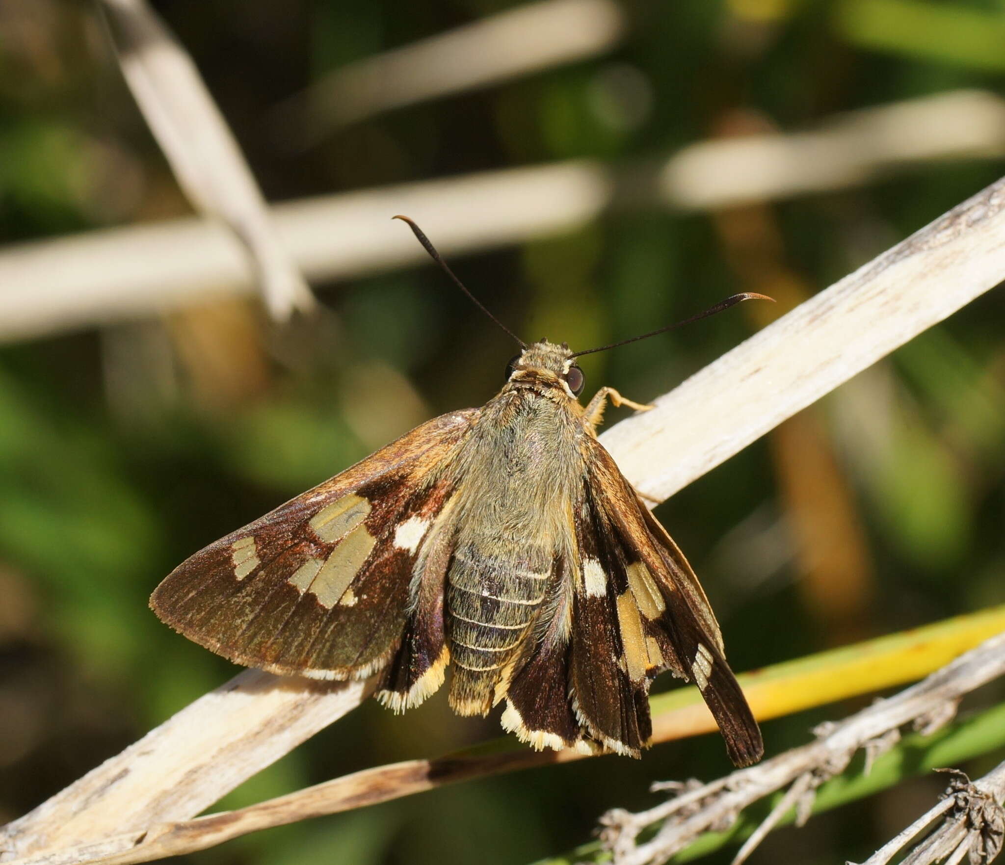 Image of Trapezites symmomus Hübner 1923