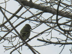 Image of Hooded Siskin