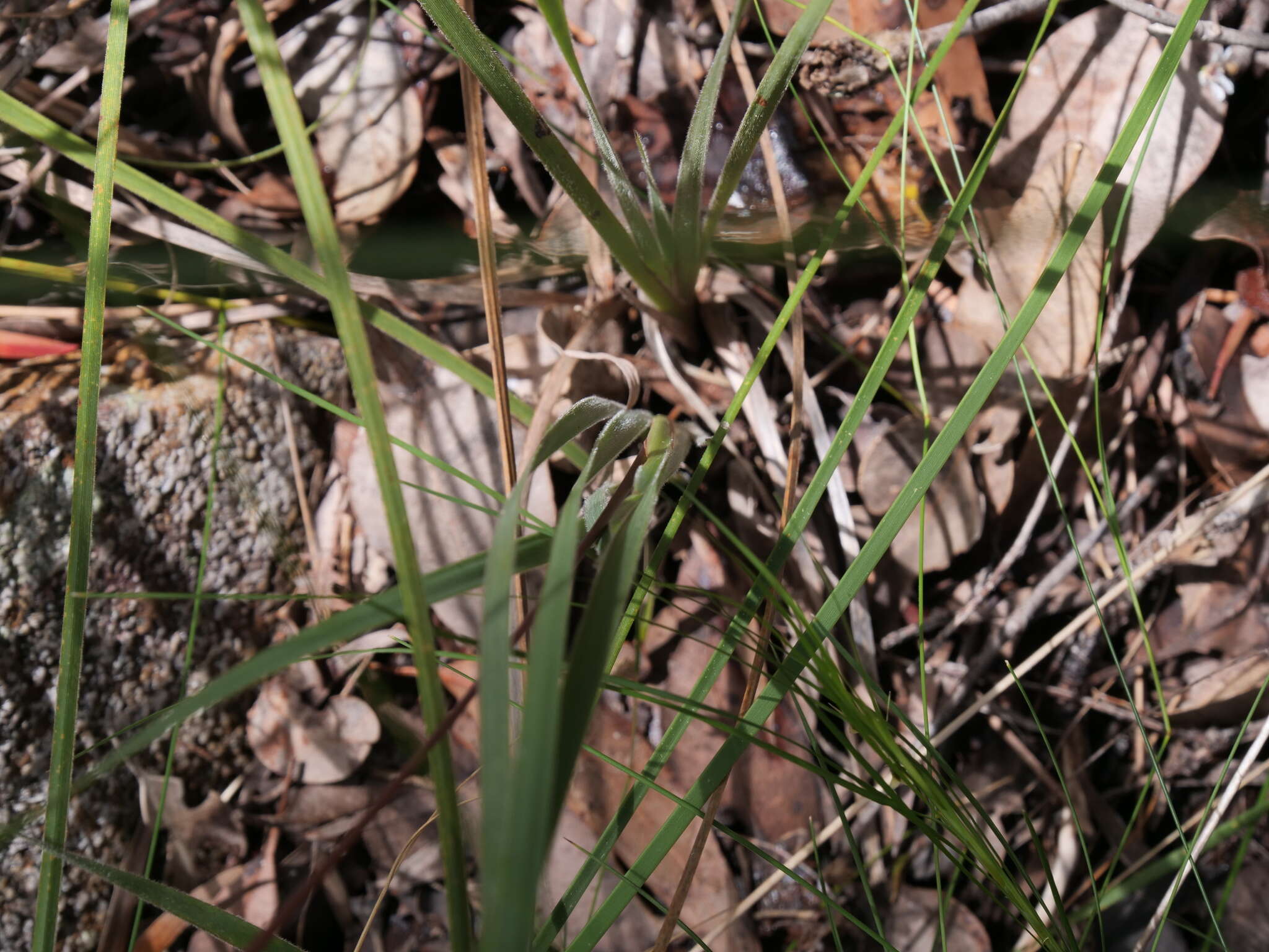 Image of Patersonia umbrosa var. umbrosa