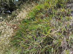 Image of Golden velvet grass