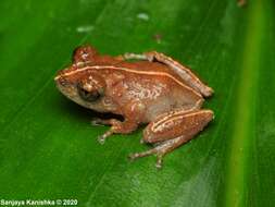 Image of Pseudophilautus bambaradeniyai Wickramasinghe, Vidanapathirana, Rajeev, Ariyarathne, Chanaka, Priyantha & Bandara et al. 2013