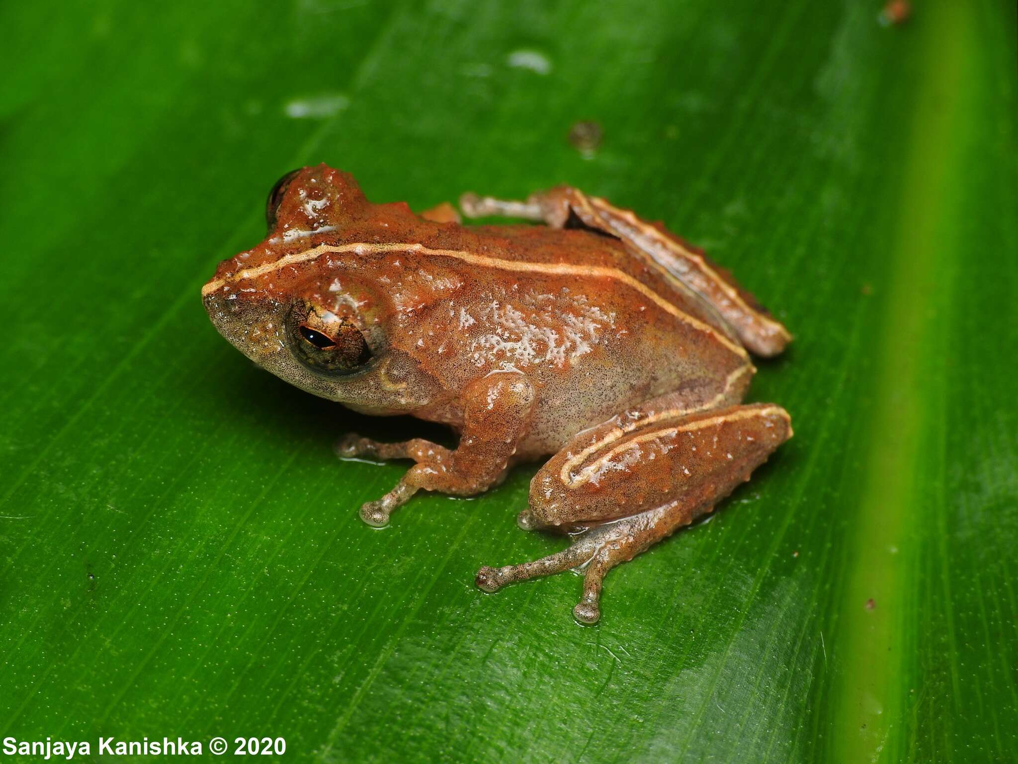 Image of Pseudophilautus bambaradeniyai Wickramasinghe, Vidanapathirana, Rajeev, Ariyarathne, Chanaka, Priyantha & Bandara et al. 2013