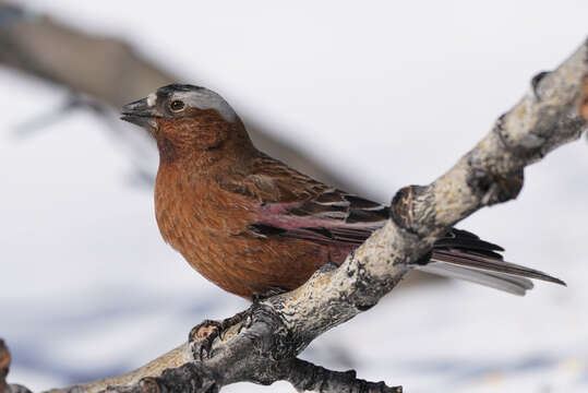 Leucosticte tephrocotis tephrocotis (Swainson 1832)的圖片