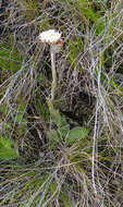 Image of Helichrysum albobrunneum S. Moore