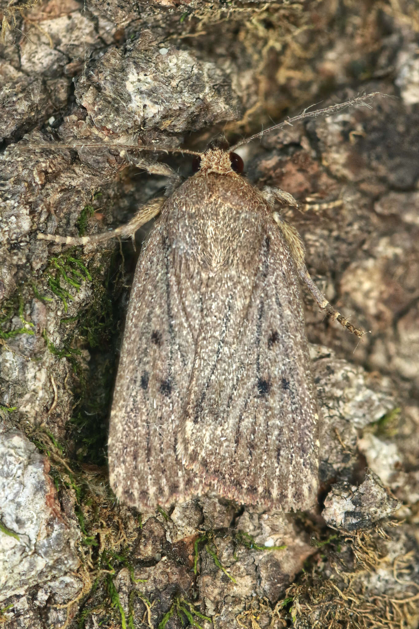 Image of mouse moth