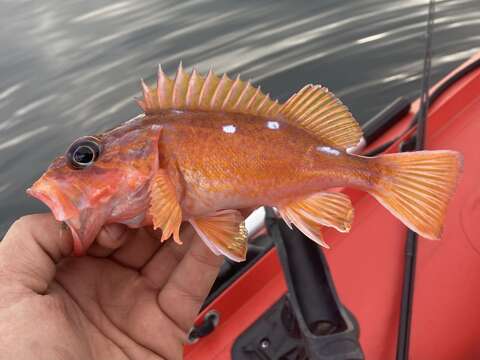 Image of Rosy rockfish