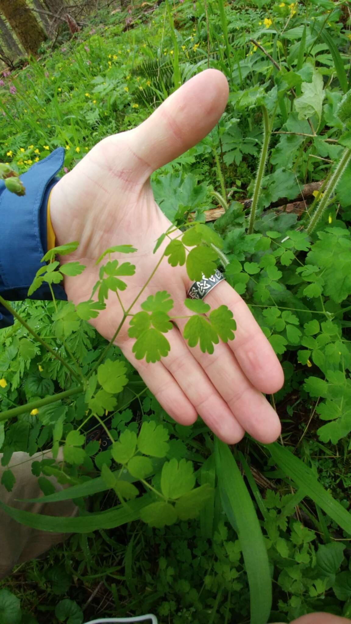 Слика од Thalictrum occidentale A. Gray