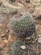 Image of Echinofossulocactus zacatecasensis Britton & Rose