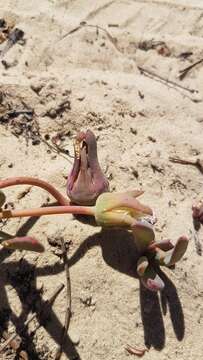 Image of Skiatophytum flaccidifolium Klak