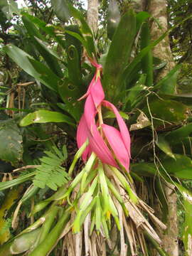 Image of Billbergia amoena (G. Lodd.) Lindl.