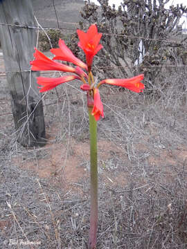 Image of Zephyranthes phycelloides