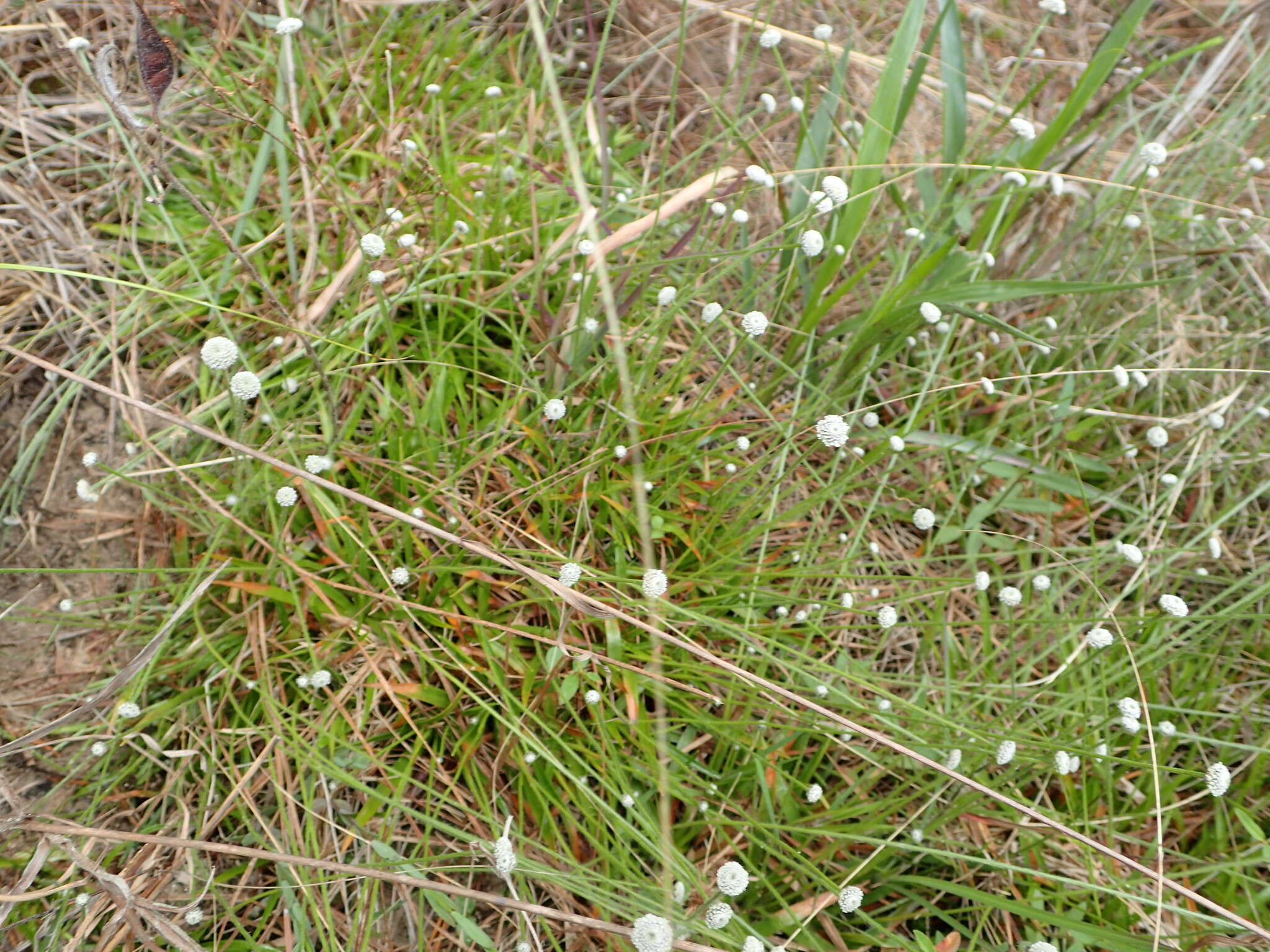 Image de Lachnocaulon anceps (Walter) Morong