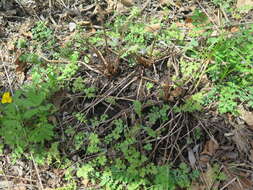 Sivun Athyrium rubripes (Kom.) Kom. kuva