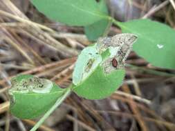 Image of Aulagromyza cornigera Griffiths 1973