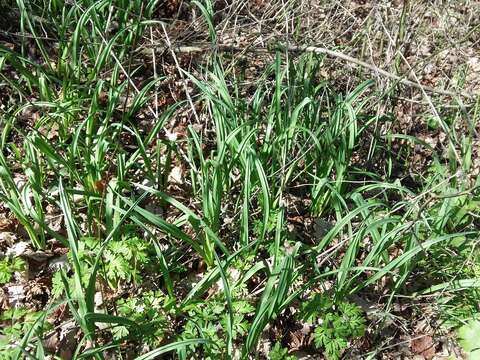 Allium tripedale Trautv. resmi