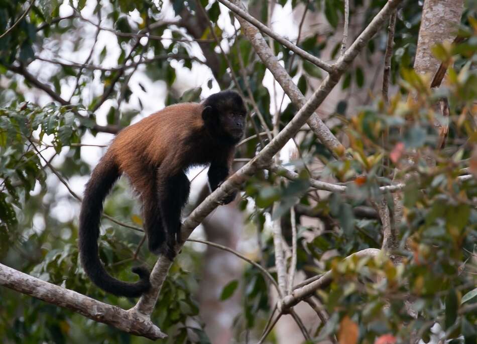 Image of Crested Capuchin